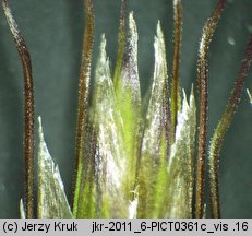 Helictochloa versicolor (owsica pstra)