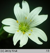 Cerastium cerastoides (rogownica trójszyjkowa)