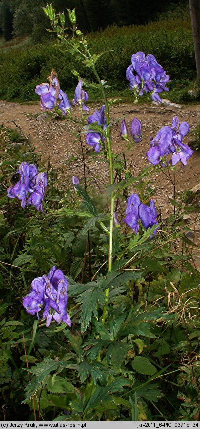 Aconitum ×pawlowskii (tojad Pawłowskiego)