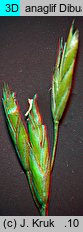 Festuca versicolor (kostrzewa pstra)