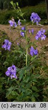 Aconitum ×pawlowskii (tojad Pawłowskiego)