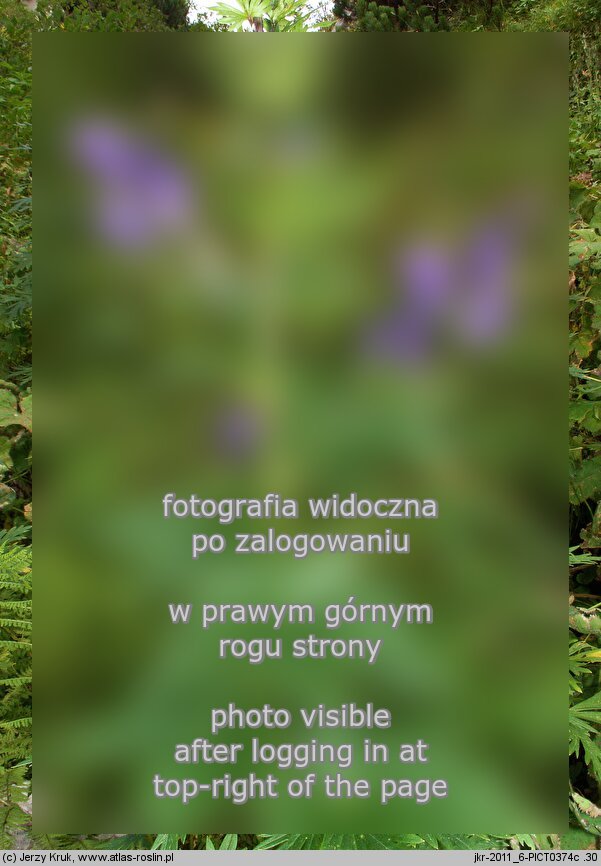 Aconitum firmum ssp. firmum (tojad mocny typowy)