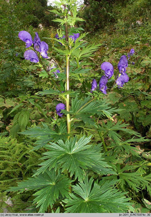 Aconitum firmum ssp. firmum (tojad mocny typowy)