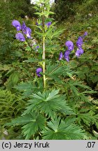 Aconitum firmum ssp. firmum (tojad mocny typowy)