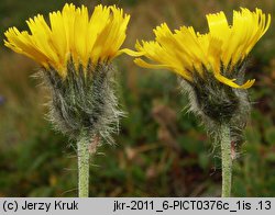 Hieracium ullepitchii