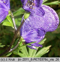 Aconitum firmum ssp. firmum (tojad mocny typowy)