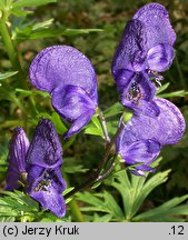 Aconitum firmum ssp. firmum (tojad mocny typowy)