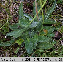 Hieracium ullepitchii