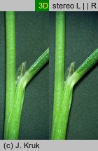 Festuca versicolor (kostrzewa pstra)