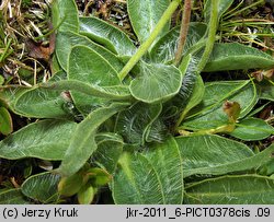 Hieracium ullepitchii