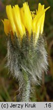 Hieracium ullepitchii