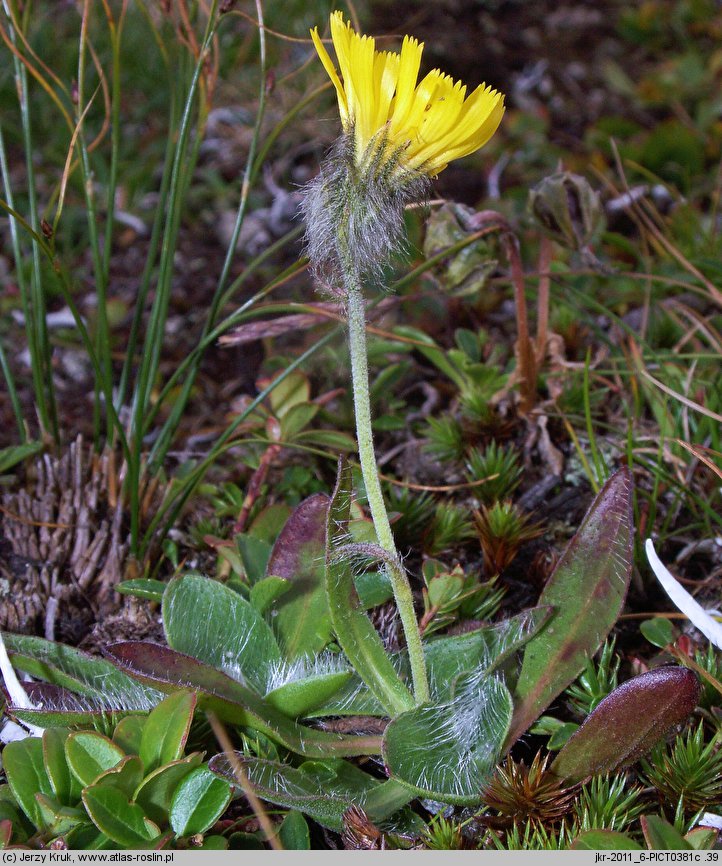 Hieracium ullepitchii