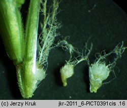 Festuca versicolor (kostrzewa pstra)