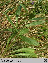 Hieracium silesiacum (jastrzębiec śląski)