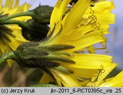 Hieracium silesiacum (jastrzębiec śląski)