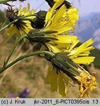 Hieracium silesiacum (jastrzębiec śląski)