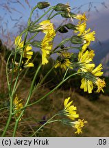 Hieracium silesiacum (jastrzębiec śląski)