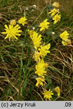 Hieracium silesiacum (jastrzębiec śląski)