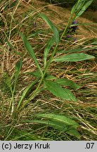 Hieracium silesiacum (jastrzębiec śląski)