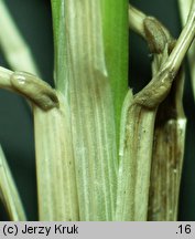 Festuca versicolor (kostrzewa pstra)