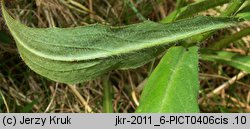 Hieracium silesiacum (jastrzębiec śląski)