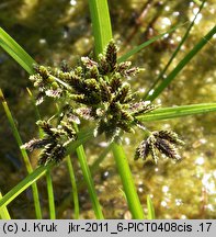 Cyperus fuscus (cibora brunatna)