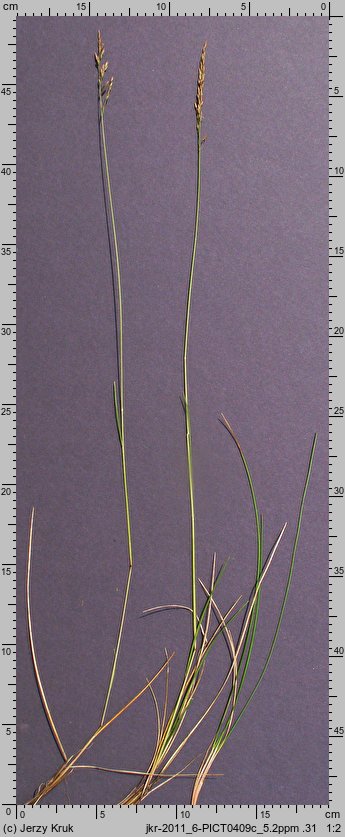 Festuca tatrae (kostrzewa tatrzańska)