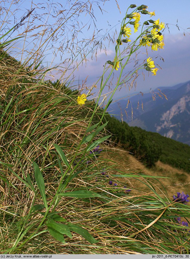 Hieracium silesiacum (jastrzębiec śląski)