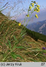 Hieracium silesiacum (jastrzębiec śląski)