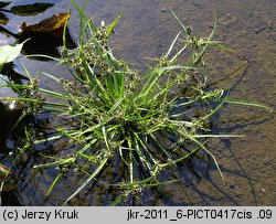 Cyperus fuscus (cibora brunatna)