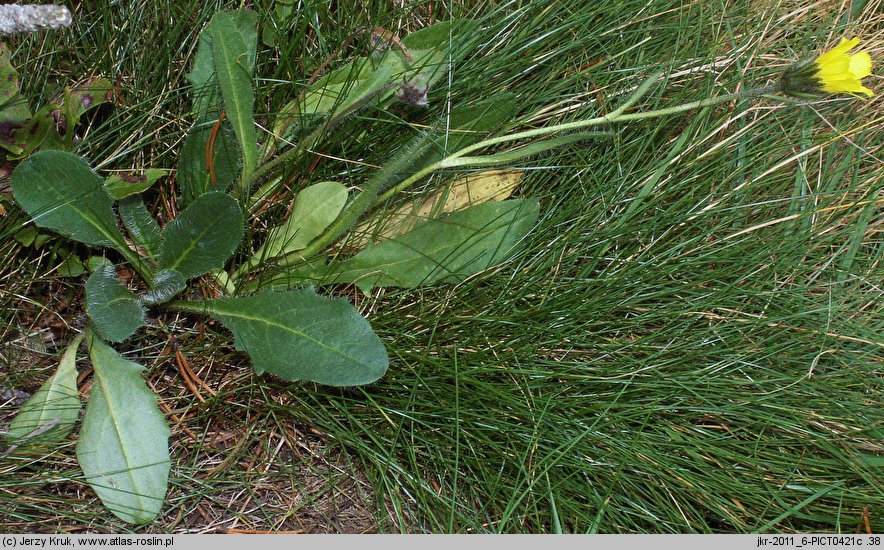 Hieracium halleri (jastrzębiec Hallera)