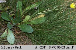 Hieracium halleri (jastrzębiec Hallera)