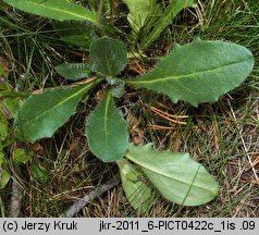 Hieracium halleri (jastrzębiec Hallera)