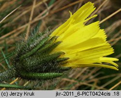 Hieracium halleri (jastrzębiec Hallera)