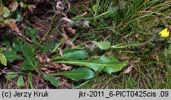 Hieracium halleri (jastrzębiec Hallera)