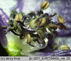 Aconitum firmum ssp. firmum (tojad mocny typowy)