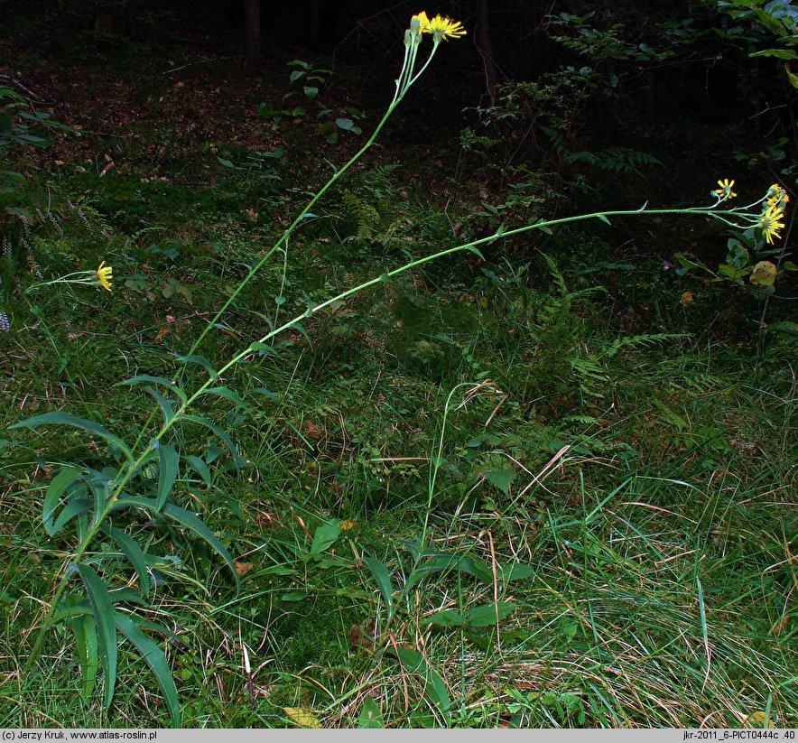 Hieracium laevigatum (jastrzębiec gładki)