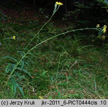 Hieracium laevigatum (jastrzębiec gładki)