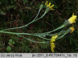 Hieracium laevigatum (jastrzębiec gładki)