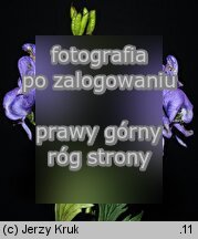 Aconitum ×pawlowskii (tojad Pawłowskiego)