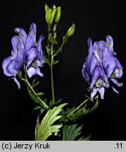 Aconitum ×pawlowskii (tojad Pawłowskiego)