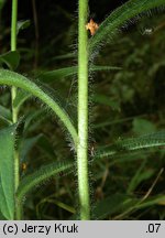 Hieracium laevigatum (jastrzębiec gładki)