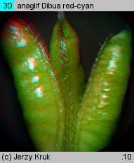 Aconitum ×pawlowskii (tojad Pawłowskiego)