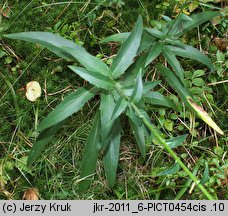 Hieracium laevigatum (jastrzębiec gładki)