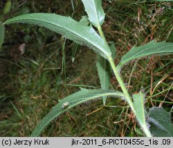 Hieracium laevigatum (jastrzębiec gładki)