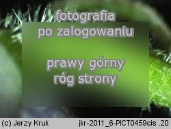 Aconitum ×pawlowskii (tojad Pawłowskiego)