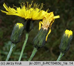 Hieracium laevigatum (jastrzębiec gładki)