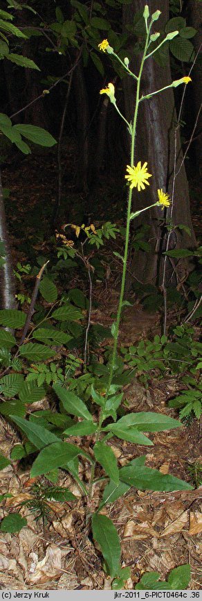 Hieracium barbatum (jastrzębiec gałęzisty)