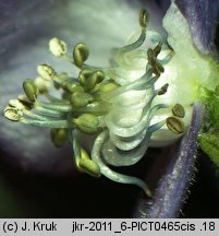 Aconitum ×pawlowskii (tojad Pawłowskiego)