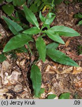 Hieracium barbatum (jastrzębiec gałęzisty)